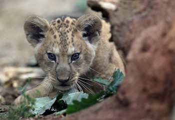 Las crías de león nacen con manchas que desaparecen al crecer, un mecanismo de camuflaje frente a depredadores y amenazas (REUTERS/David W Cerny)