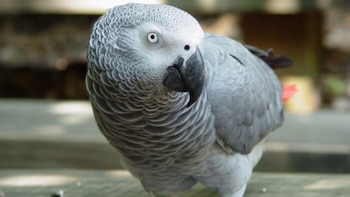 Murió Einstein, el reconocido loro