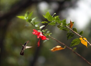 La pandemia del COVID19, ha