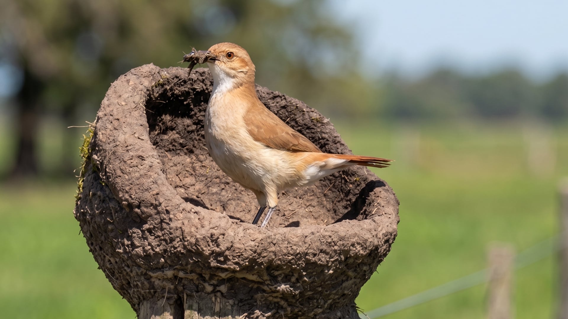 Científicos de Uruguay y Alemania investigan la asimetría en los nidos de hornero, aves icónicas de Sudamérica (CONICET/Archivo)