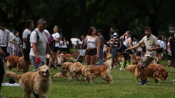 Una multitudinaria reunión de golden