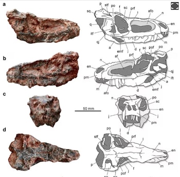 Los restos encontrados incluyen un