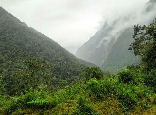 El Bosque de Protección Pui Pui es actualmente el único lugar donde se ha encontrado Polylepis rocio-rojasii. (Andina)