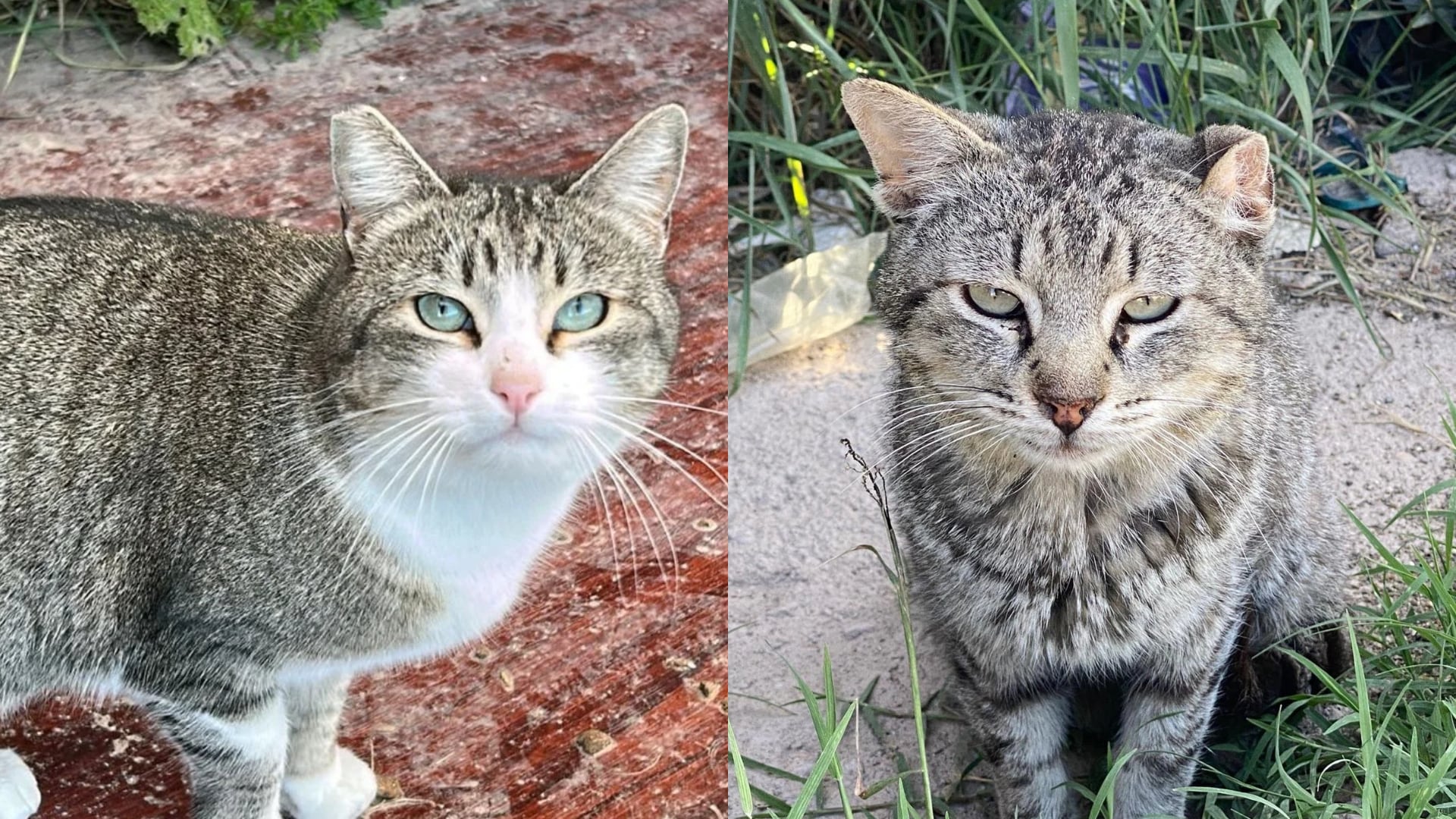 Gatos de la colonia de Leganés custodiada por Ayúdanos a Ayudar Gatos. (José Enriquez/Cedida)
