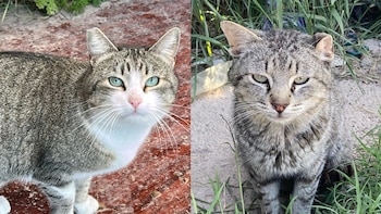 Gatos de la colonia de Leganés custodiada por Ayúdanos a Ayudar Gatos. (Cedida)