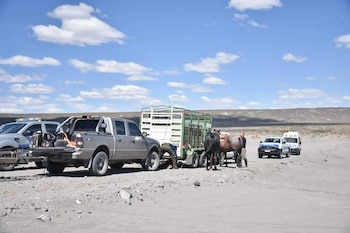Con perros, caballos y otros