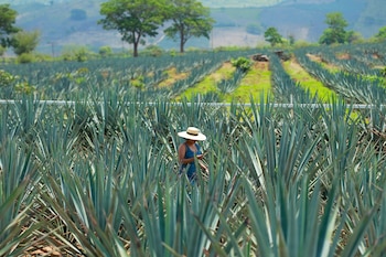 El agave, del que deriva