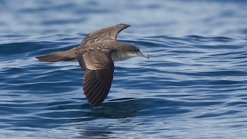 La deforestación, la caza y el tráfico ilegal amenazan el vuelo de las aves migratorias en Panamá