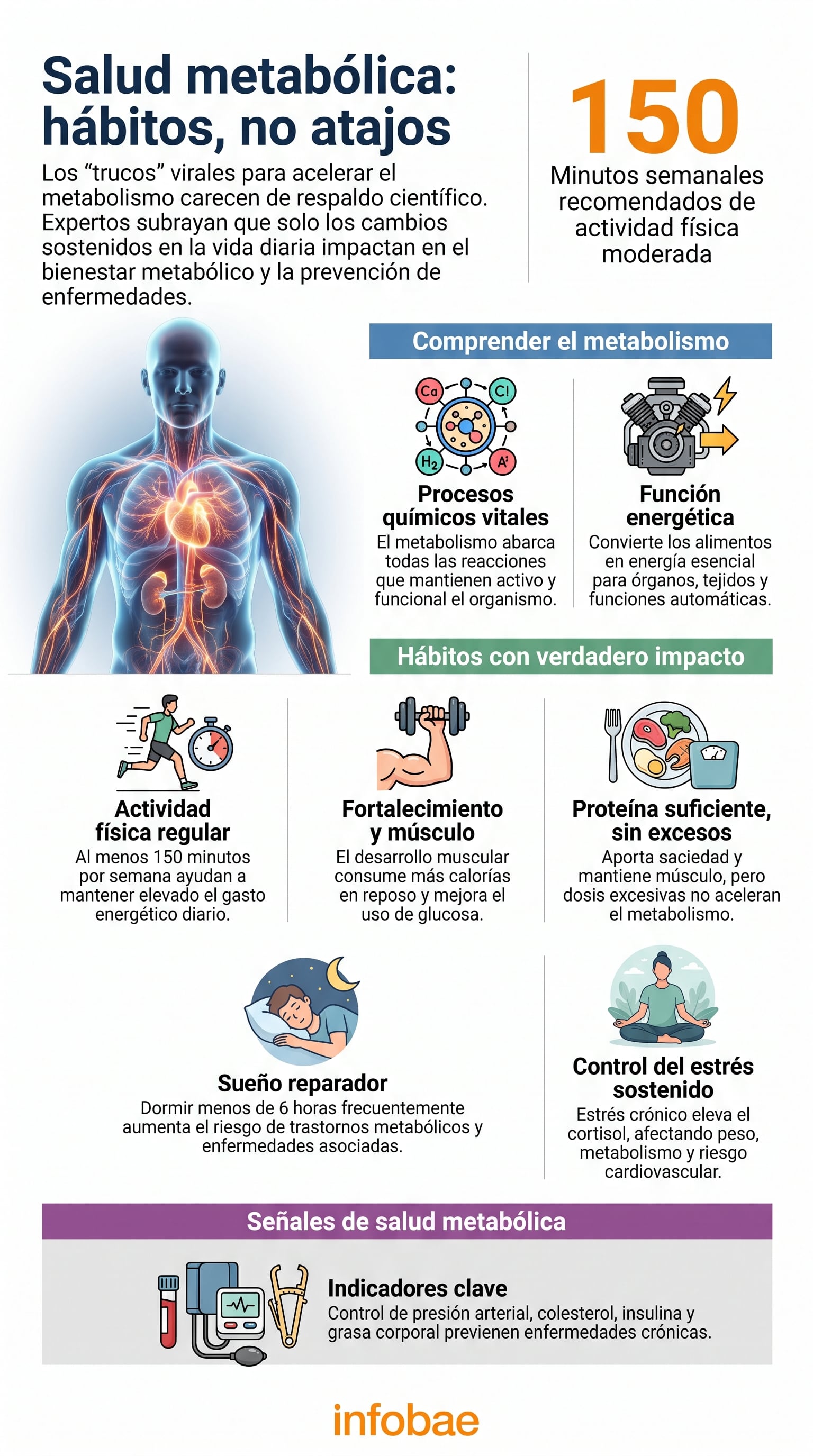 El metabolismo reúne procesos químicos que mantienen vivo y activo al organismo. (Imagen Ilustrativa Infobae)