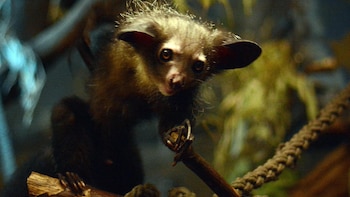 Primer plano de un aye-aye con pelaje oscuro, grandes orejas, ojos anaranjados y dedos largos, agarrado a una rama. Fondo verde y marrón difuminado
