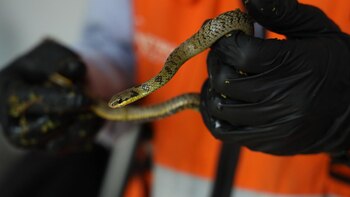 La iniciativa de rescate buscan