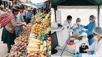 Un díptico muestra un mercado peruano con clientes y puestos de frutas y verduras, y un laboratorio con científicos analizando muestras de alimentos.