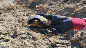 Rescate de una tortuga