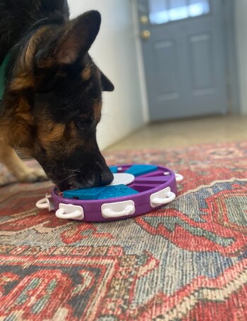 Ambos perros se salvaron de