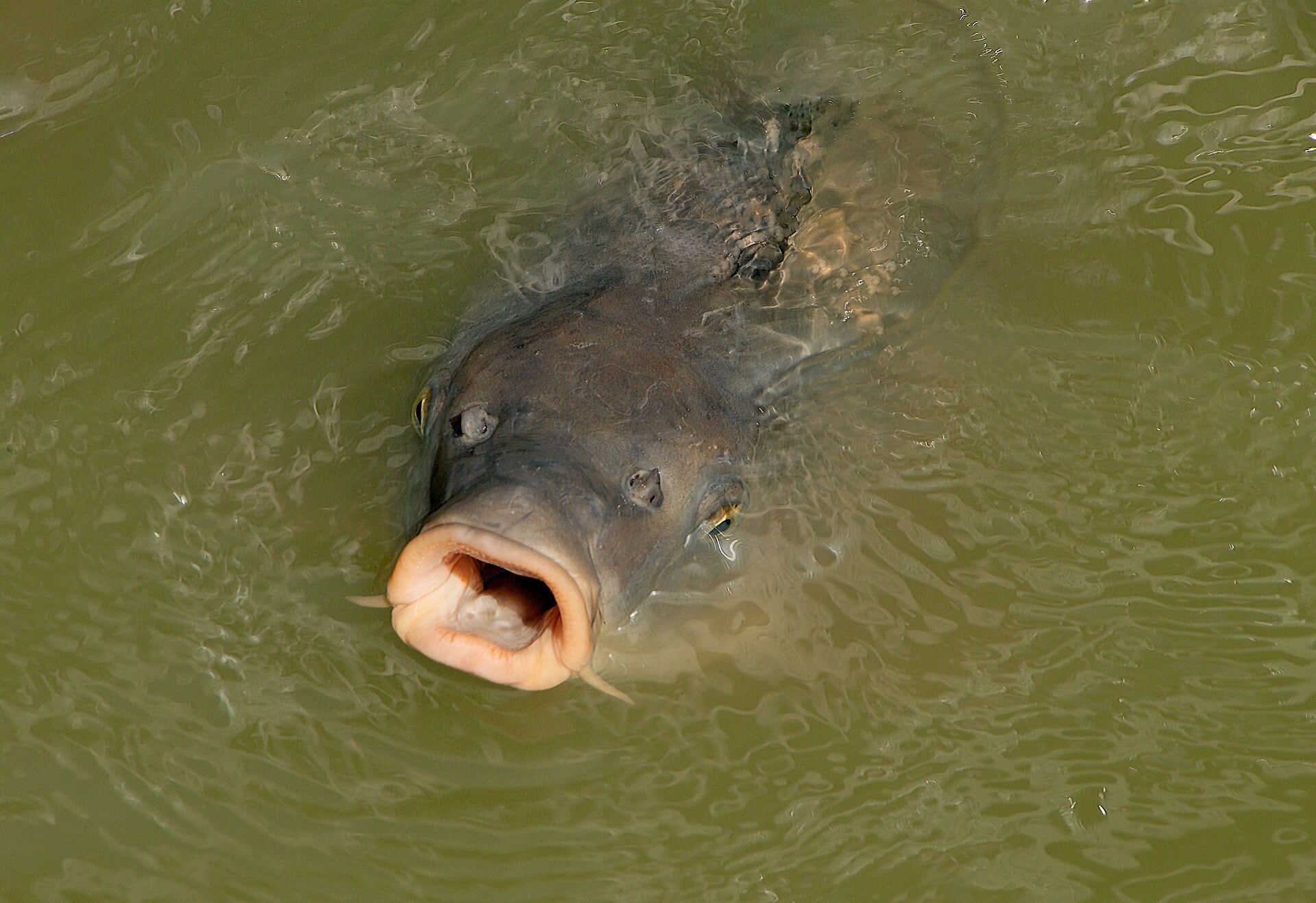 Ejemplar de carpa. (H. Zell/Wikimedia Commons)