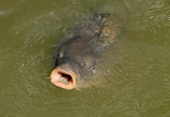 Ejemplar de carpa. (H. Zell/Wikimedia Commons)