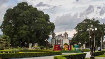 El árbol milenario que pesa
