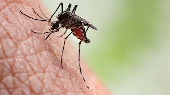 Mosquito