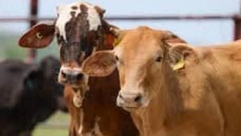 Autoridades hacen cerco sanitario por