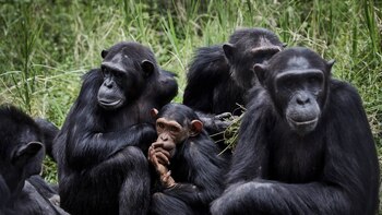 Algunos animales pueden comprender y