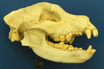 El género Borophagus y el