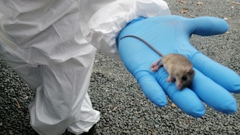 Un fallecido y 18 afectados con fiebre y síndrome cardiopulmonar por hantavirus en Panamá