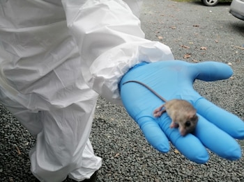 De la familia Cricetidae, el roedor conocido como de "cola larga" es el transmisor del hantavirus. (MINSA)