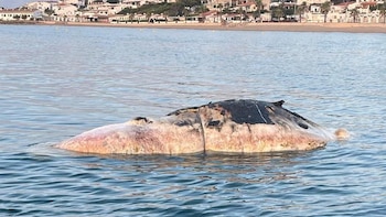 Encuentran una ballena muerta en una playa de Tarragona: las autoridades prohíben el baño