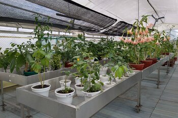 El árbol de frutillo o