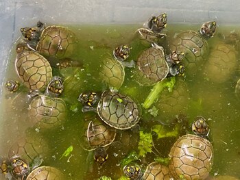 Unas crías de tortugas de