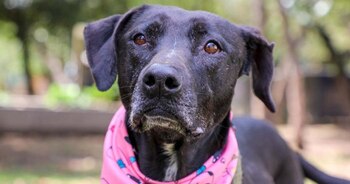 Las autoridades de protección y