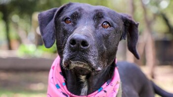 Habilitan nuevos cupos gratuitos para