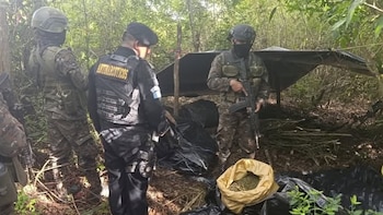 Erradicaron dos campos con 12,908 matas de marihuana valuadas en USD 872,198 en Guatemala