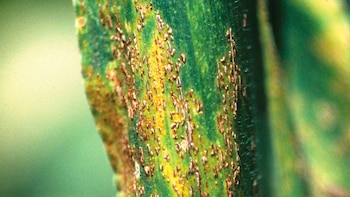 El chahuistle es un hongo