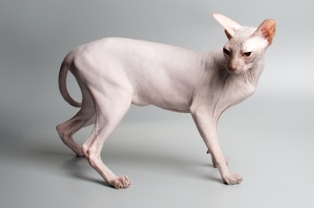 El sphynx es un felino