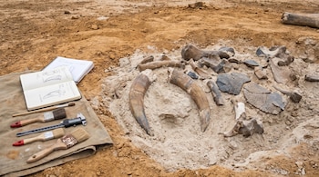 Colmillos fósiles de gran tamaño y fragmentos de huesos en tierra, junto a un cuaderno abierto, pinceles y un calibrador digital en un yacimiento.