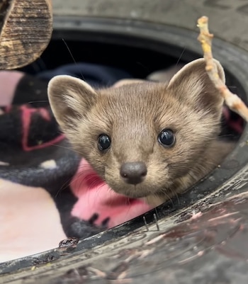 Las personas que encontraron a la marta observaron el lugar durante la noche para verificar si la madre regresaba. (@wildlifehaven_mb)