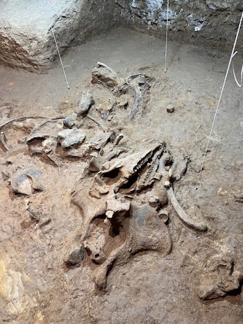 Superficie de excavación con restos óseos de Stephanorhinus hemitoechus, tierra, paredes de cueva y cordeles blancos