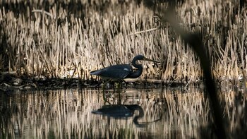 Un estudio mejora la estimación