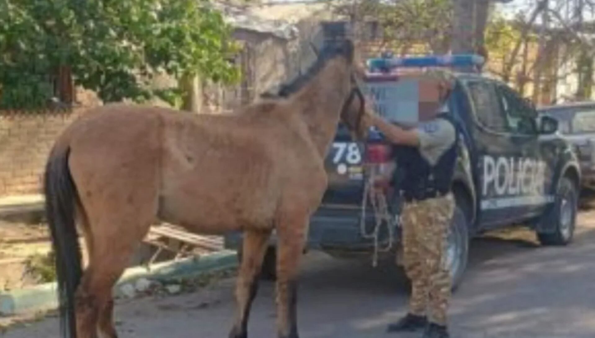 El caballo maltratado fue rescatado por la Policía Rural en Mendoza (Los Andes)