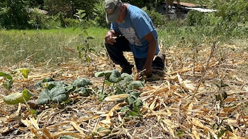 Honduras: 500 mil personas más podrían caer en inseguridad alimentaria en Honduras