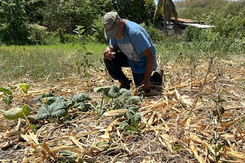 En el sur de Honduras claman por lluvias en septiembre para salvar última cosecha del año