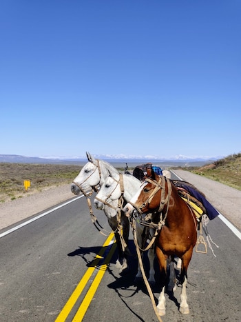 Tordo, Mora y Wayra, sus