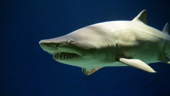 Imagen TG3WAZUERRC7XBKJISBAXMMZQ4