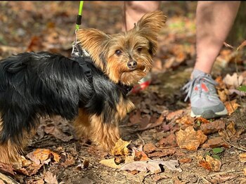 La persona que murió habría