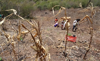 Las autoridades esperan que las próximas cosechas ayuden a mejorar la disponibilidad de alimentos hacia finales del año. (FOTO: El Libertador)