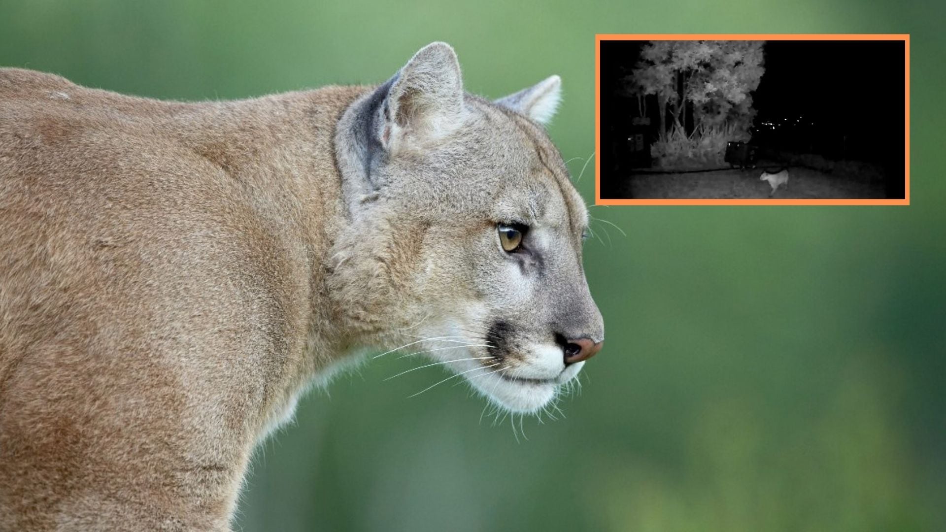 La autoridad ambiental solicitó a los habitantes del sector proteger a sus mascotas y animales de granja durante la noche - crédito National Geographic/Captura video