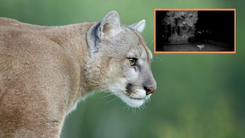 Confimaron la presencia de un puma en zona rural de La Calera, Cundinarmarca: la CAR dio recomendaciones para quienes se crucen con el felino