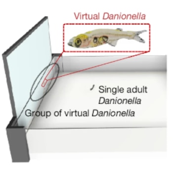Ilustración de un tanque con una pantalla vertical que muestra un pez virtual etiquetado como Virtual Danionella