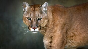 Un puma como los tres
